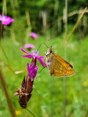 Brown butterfly sucks nectar from a purple colored flower, Thuringia