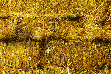 freshly bailed cut hay straw haystack bails stacked bailing feed farm agricultural background © DrewDuzz
