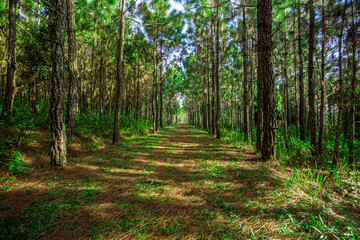 Fototapeta premium Pine forest in summer at Phu Kradueng National Park, Thailand