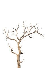 Dead and dry tree on white background