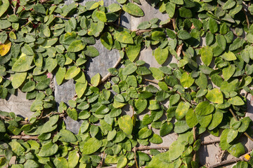 green ivy leaves on wall for use background