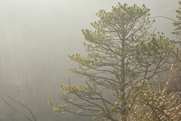 Pine tree on misty hillside