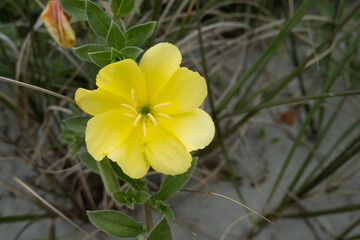 Yellow Flower Blooming in Spring on Beach