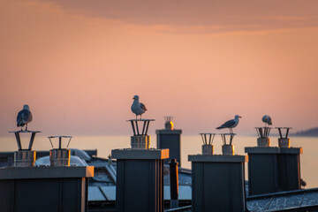 Möwen bei Sonnenaufgang 