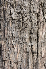 Close up of wooden grain