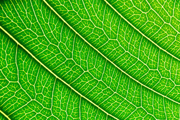 Abstract closeup green leaf texture background 