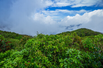 Beautiful sunshine at misty morning mountains,Treetops of Dense Tropical Rainforest With Morning Fog Located,Malaysia, Sabah State, Rainforest, Tropical Rainforest, Forest