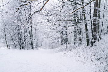 Beautiful winter forest. Scenic snow cowered landscape, snowy trees.