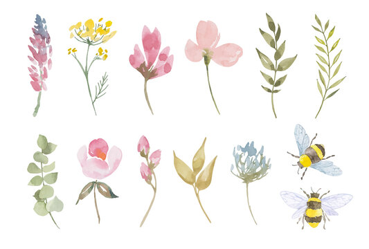 Watercolor botanical vector wild flowers. Hand drawn leaves, pink flowers, floral elements