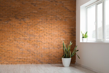 Houseplant near brick wall in big empty wall