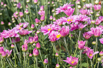 Obraz na płótnie Canvas Beautiful pink chrysanthemum flower background