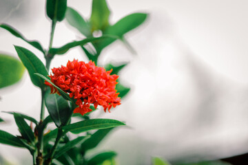 Beautiful red asoka flower growing in the garden, Sumedang, Indonesia - March 5, 2022