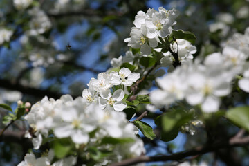 Obraz premium blooming apple tree with bees