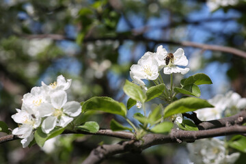 blooming apple tree with bees