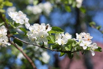 blooming apple tree with bees