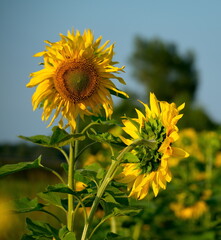 Russia. Altai Territory. Blooming sunflower on the endless sowing fields of Altai farmers near the village of Tselinnoe.