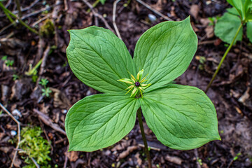 Pile of herb paris true lovers knot in nature