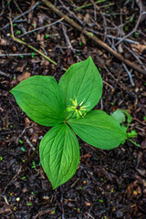 Pile of herb paris true lovers knot in nature