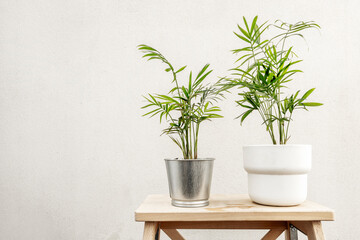 two small areca lutescens in white and stainless steel pots on unvarnished wooden stool