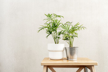 Small indoor decorative palms with different pots on a raw wood stool