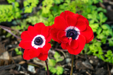 Obraz premium Anemone coronaria 'Hollandia' a spring flowering bulbious plant with a red springtime flower, stock photo image