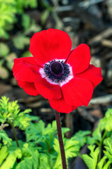 Anemone coronaria 'Hollandia' a spring flowering bulbious plant with a red springtime flower,  stock photo image