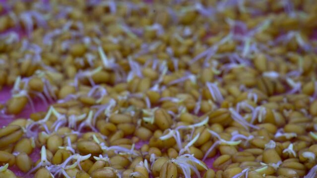 Growing microgreen sprouts for  diet food, timelapse