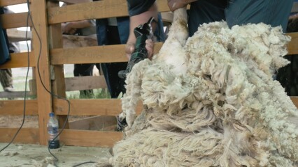 Men shearer shearing sheep at agricultural show in competition. The process by which wool fleece of a sheep is cut off. Electric professional sheep manual hair clipper sheep cutting shearing machine.