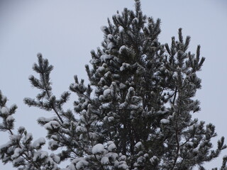 snow covered tree