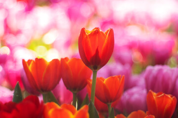 Fototapeta premium Tulip flowers in the garden.