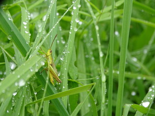 grass with dew