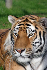 Fototapeta na wymiar Close up portrait of a tiger 