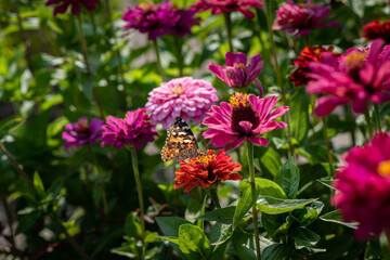 Vanessa cardui butterfly in purple and red flowers macro insect nature close up summer