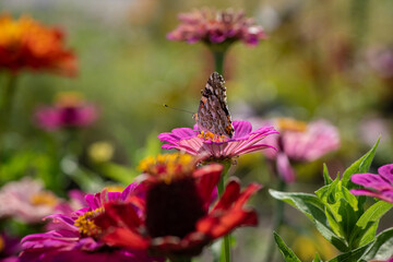 Vanessa cardui butterfly in purple and red flowers macro insect nature close up summer