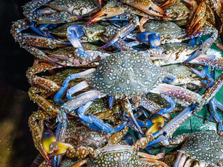 Fresh blue crabs at the seafood market of Saint Martins Island, Bangladesh. Freshly Caught flower crab (Cardisoma guanhumi) at the fish market.