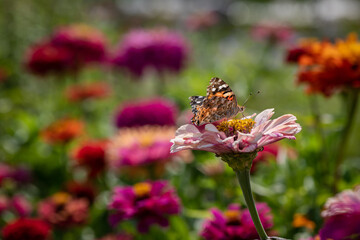 Vanessa cardui butterfly in purple and red flowers macro insect nature close up summer