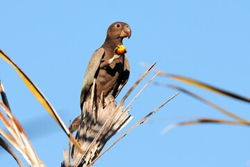 Ein Großer Vasapapagei (Coracopsis vasa), Vasa parrot, bei der Nahrungsaufnahme in einer Palme, Madagaskar.