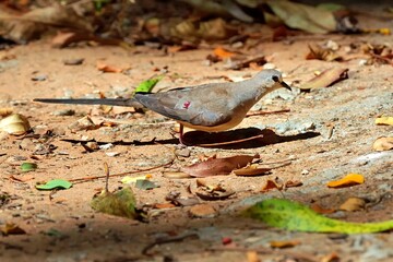 Eine Bronzeflecktaube (Phaps chalcoptera), Common bronzewing, am Boden, Madagaskar.