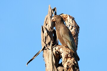 Ein Kleiner Vasapapagei (Coracopsis nigra), Lesser vasa parrot, in einer Palme, Madagaskar.