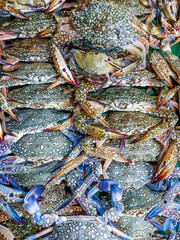Fresh blue crabs at the seafood market of Saint Martins Island, Bangladesh. Freshly Caught flower crab (Cardisoma guanhumi) at the fish market.
