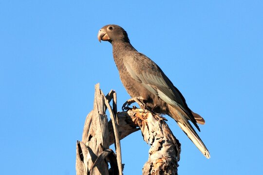 Ein Kleiner Vasapapagei (Coracopsis nigra), Lesser vasa parrot, in einer Palme, Madagaskar.