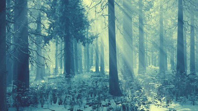 winter foggy beech and spruce forest scene