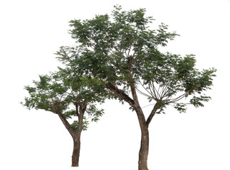 Samanea saman tree isolated on white(Samanea saman (Jacg.) Merr.