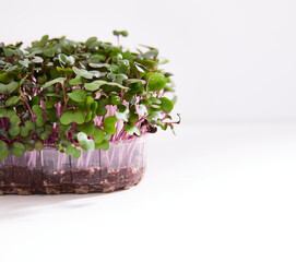 Fresh micro green of a radish arranged in a plastic box isolated on white background. Space for text.