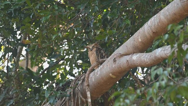 Almost sleepy and then awakes to preen its front feathers then looks down to sleep again, Buffy Fish Owl, Ketupa ketupu, Khao Yai National Park, Thailand.
