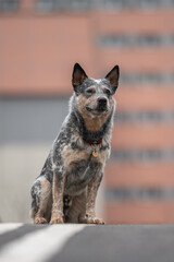 Funny Australian cattle dog on the background of the urban landscape. Dog in the city	