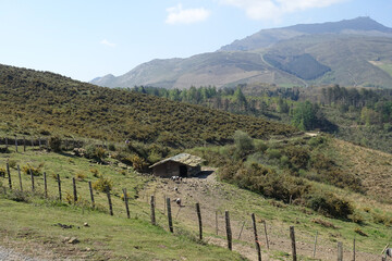 Fototapeta na wymiar Elevage de cochons basques kintoa à Sare, face à la montagne Rhune