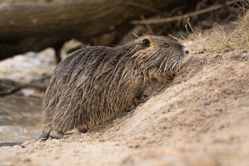 Nutria, auch Biberratte, Wasserratte oder Sumpfbiber genannt, leben in der Nähe von Wasser in...