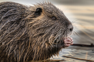 Nutria, auch Biberratte, Wasserratte oder Sumpfbiber genannt, leben in der Nähe von Wasser in selbst gegrabenen Erdhöhlen. Der aus Südamerika stammende, in Gruppen lebende Säuger ist eine invasive Art