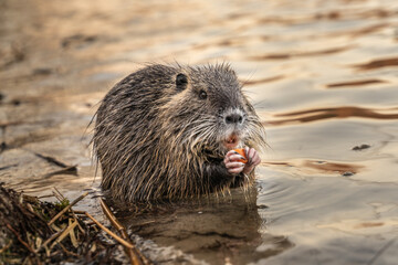 Nutria, auch Biberratte, Wasserratte oder Sumpfbiber genannt, leben in der N&auml;he von Wasser in selbst gegrabenen Erdh&ouml;hlen. Der aus S&uuml;damerika stammende, in Gruppen lebende S&auml;uger ist eine invasive Art